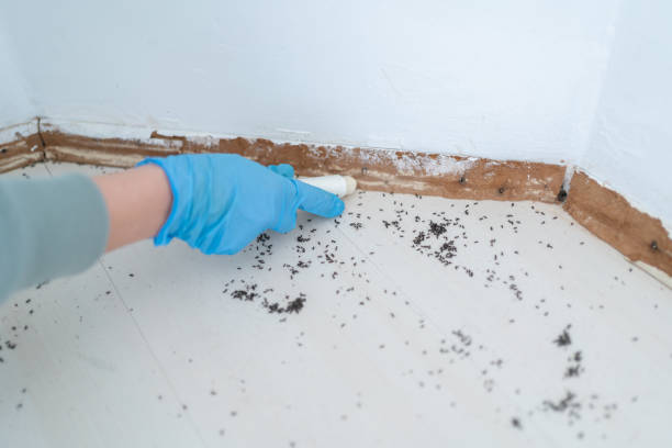 Professional Pest control in Sand Point, AK